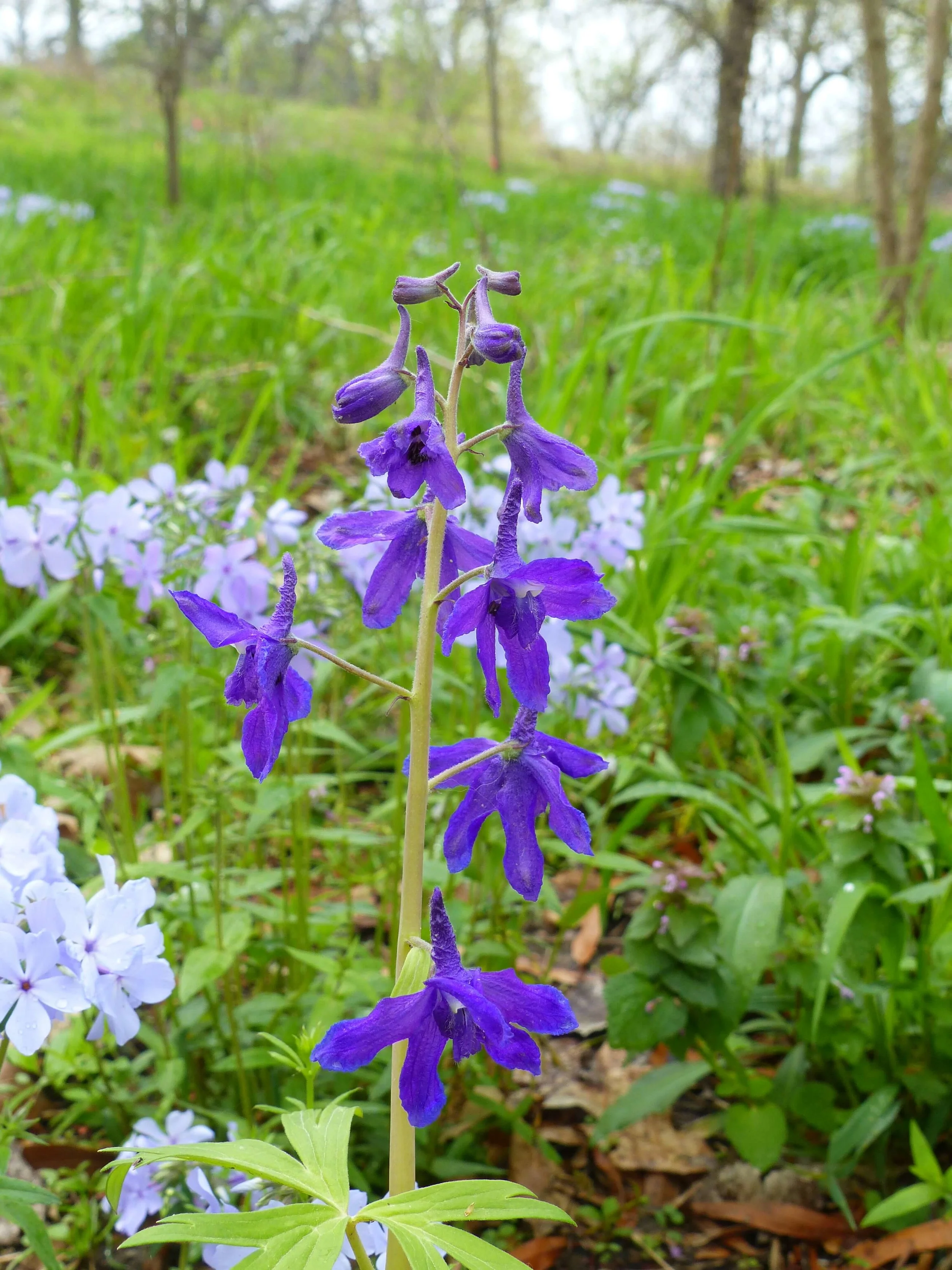 Revel in a Wildflower Tour of Forest Park — Forest Park Forever